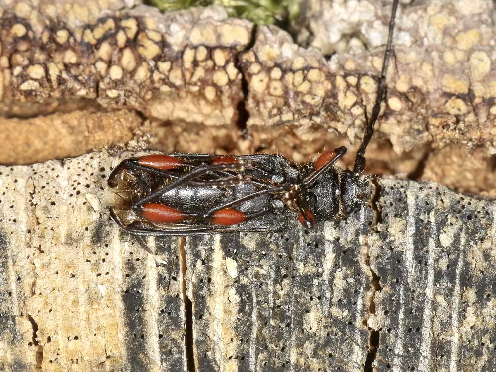 Cerambycidae da id. - Ropalopus femoratus